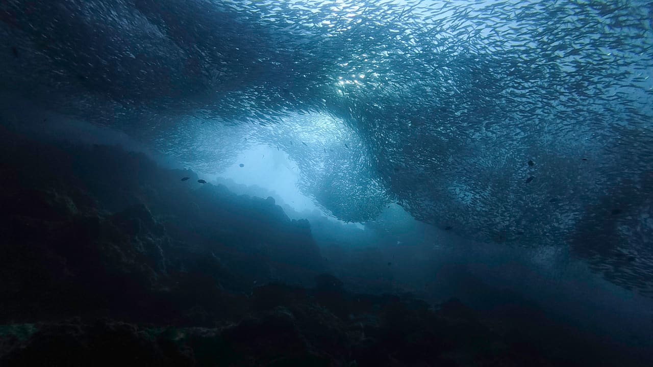 The sardine run forming a swirling bait ball off Panagsama Beach, Moalboal